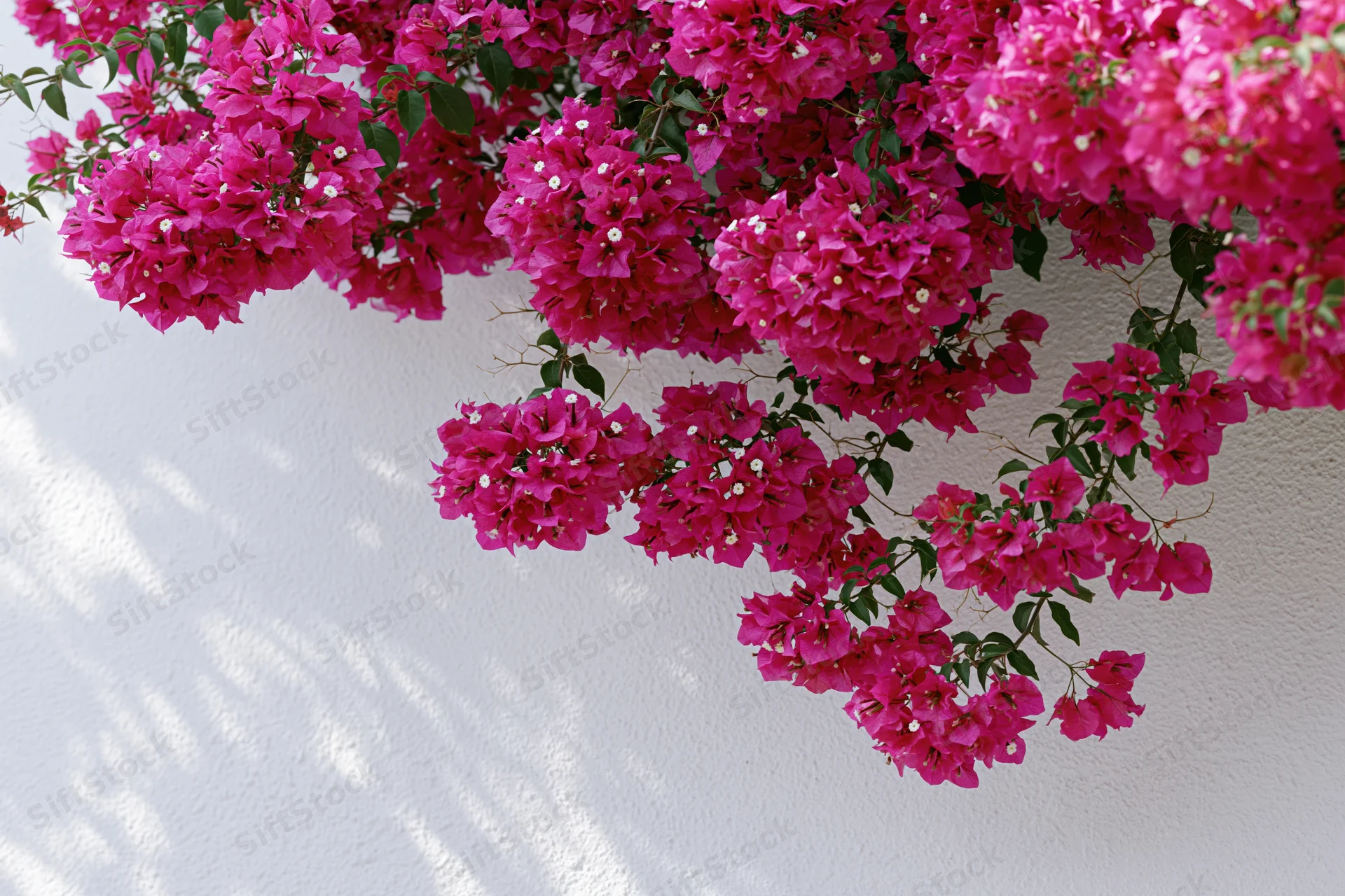 Bougainvillea vine cascading over a white wall with dappled shadows