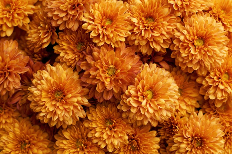 Dense cluster of orange-gold chrysanthemum blooms filling the frame
