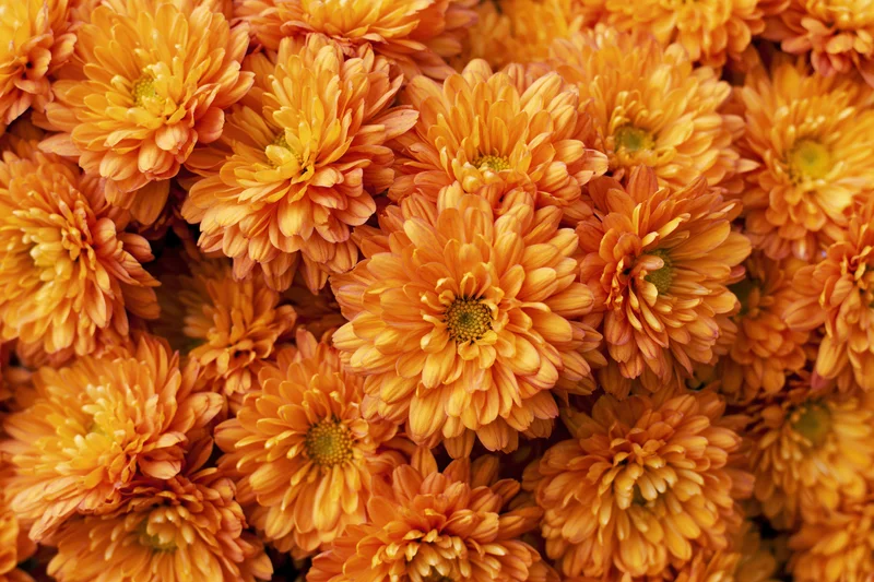 Dense cluster of orange-gold chrysanthemum blooms filling the frame