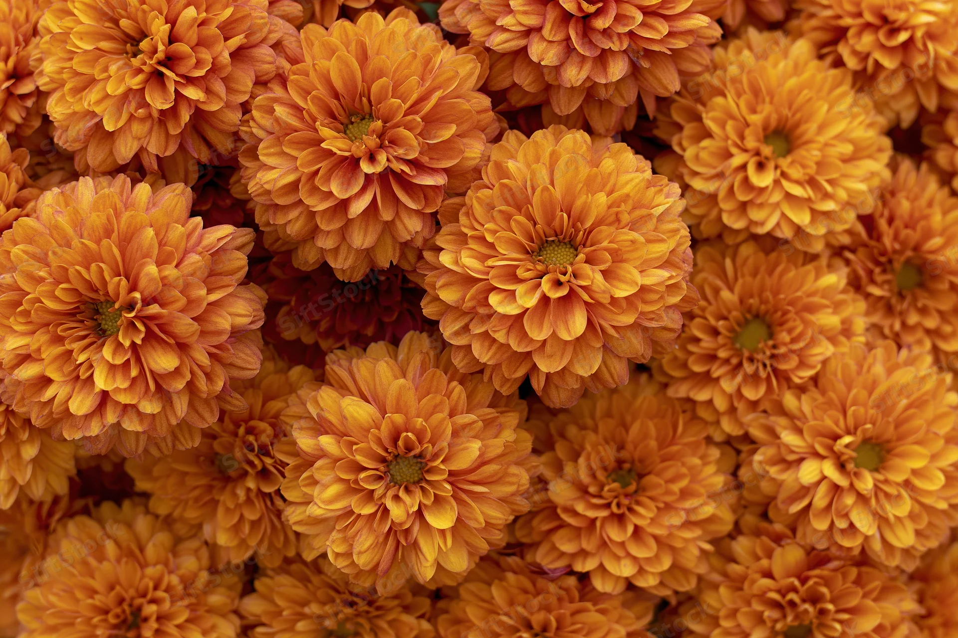 Dense cluster of orange-gold chrysanthemum blooms filling the frame