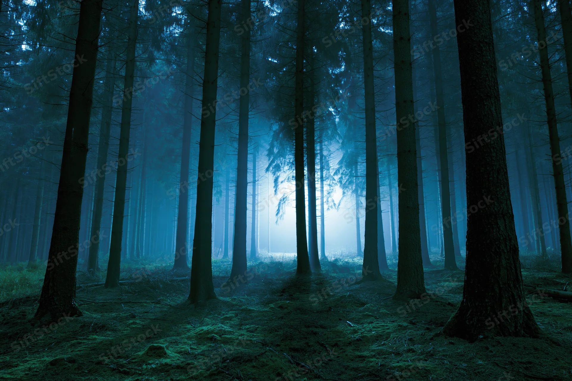 Dense conifer forest at night with tall dark pine trunks receding into misty blue twilight