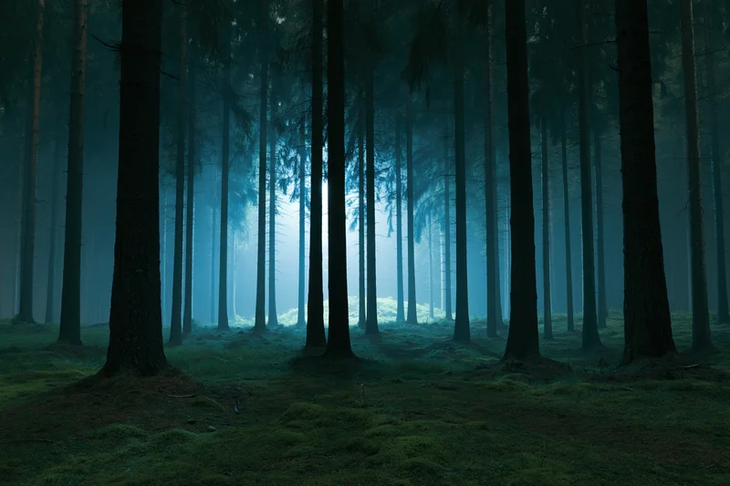 Tall dark pine trees receding into misty forest at night