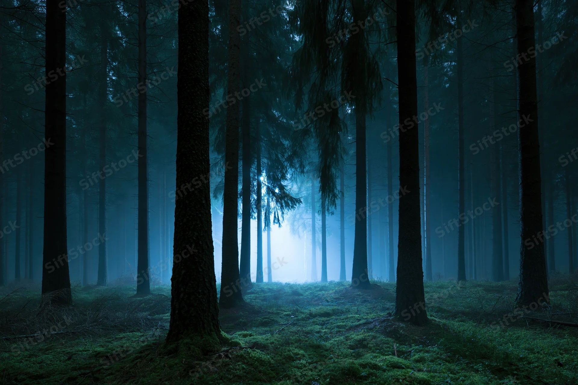 Dense conifer forest at night with tall dark pine trunks receding into misty blue light