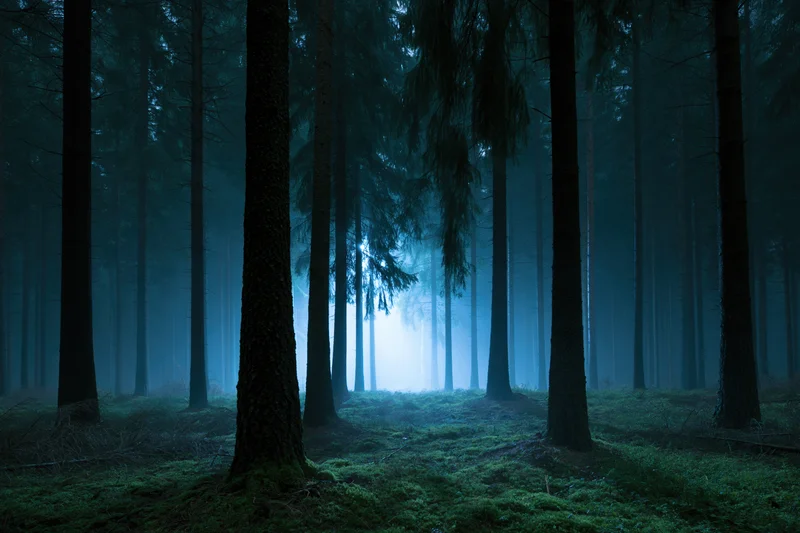 Dense conifer forest at night with tall dark pine trunks receding into misty blue light