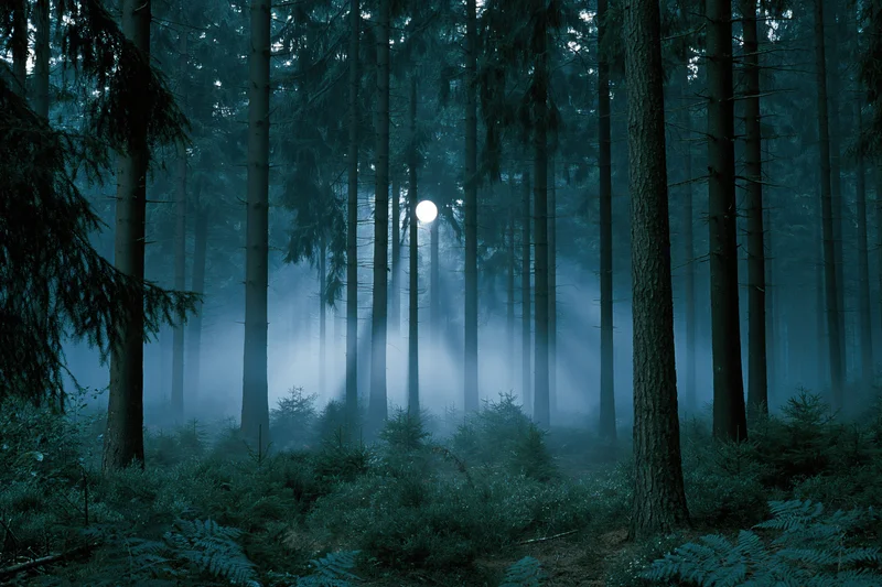 Moonlit conifer forest at night with fog drifting between tall trees and ferns on the forest floor