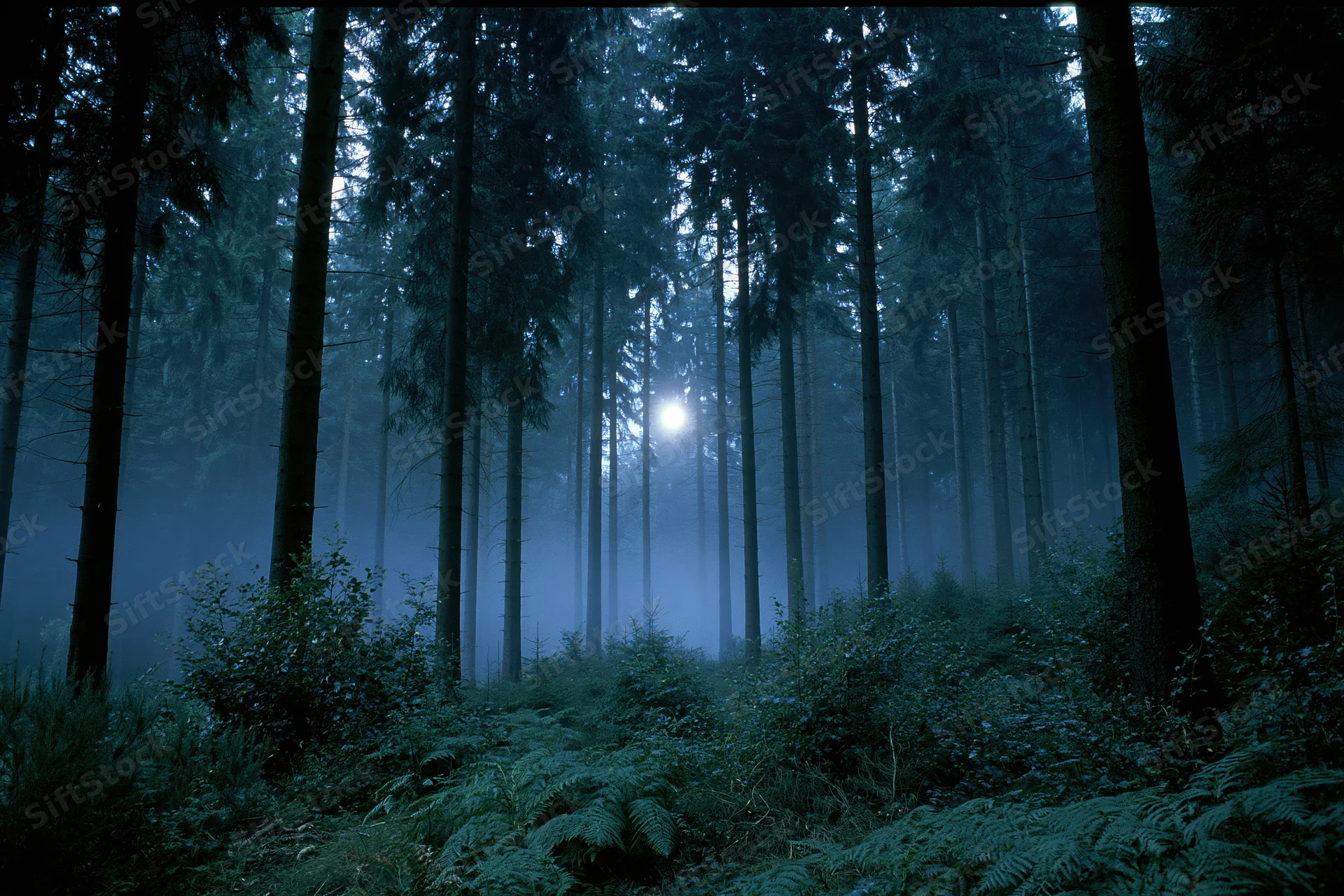 Dense conifer forest at night with fog drifting between tall trees and moonlight filtering through the canopy