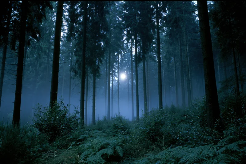 Dense conifer forest at night with fog drifting between tall trees and moonlight filtering through the canopy