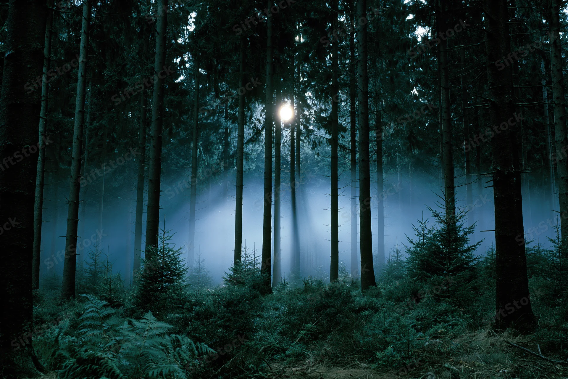 Moonlight beams through tall conifer trees in a foggy forest at night
