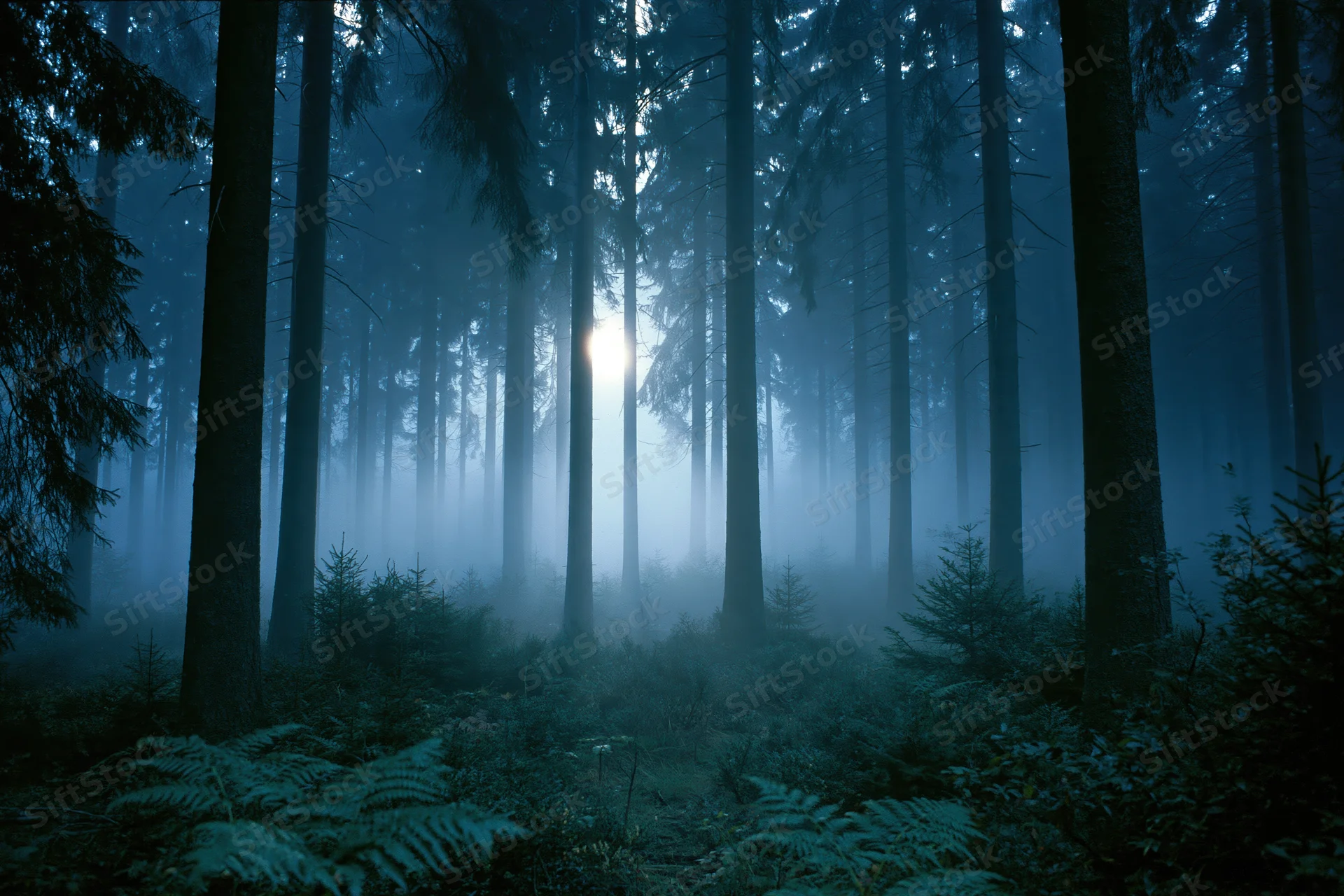 Dense conifer forest at night with fog drifting between tall trees and moonlight filtering through the canopy