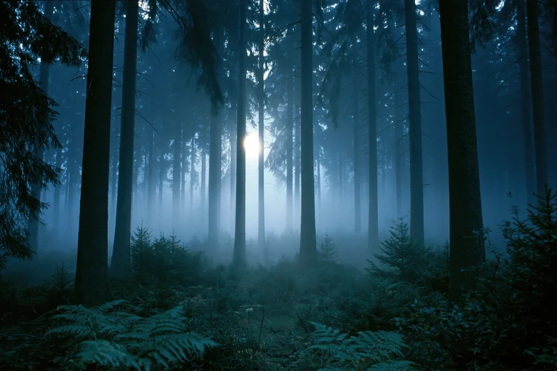 Dense conifer forest at night with fog drifting between tall trees and moonlight filtering through the canopy