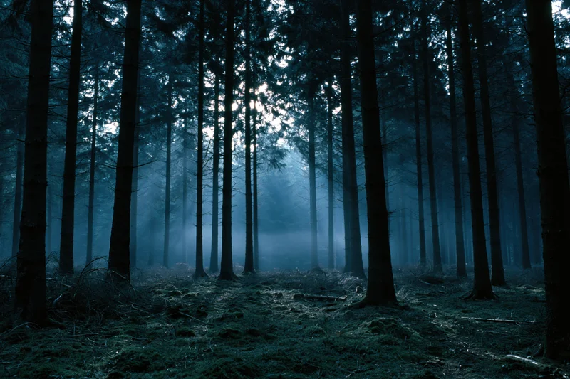 Dense conifer forest at night with moonlight filtering through trees and mist