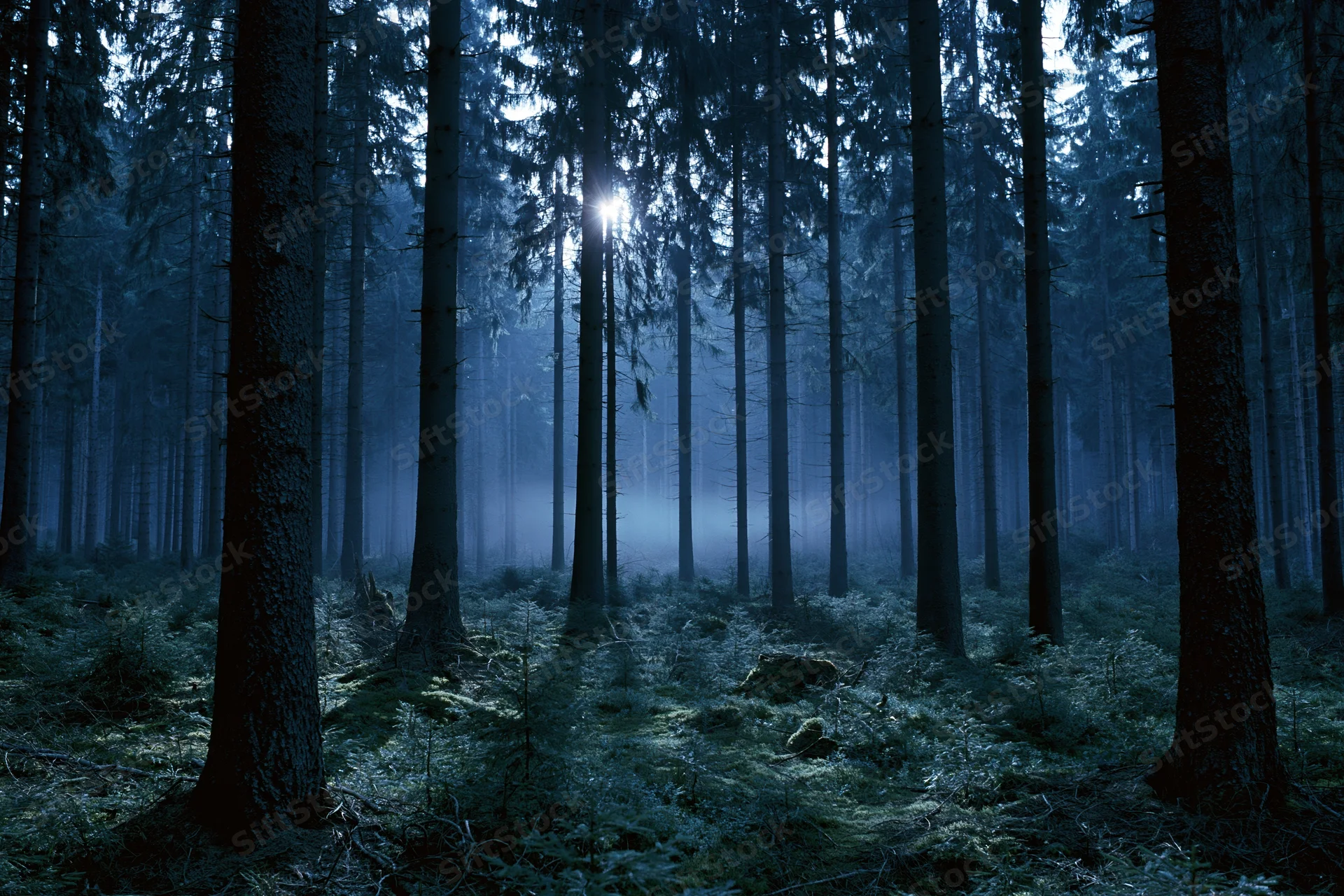 Moonlight filtering through dense conifer trees in a misty forest at night