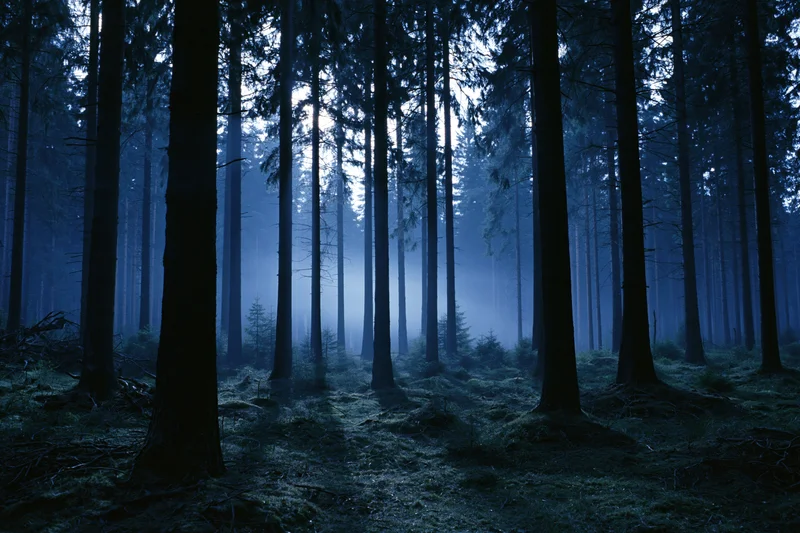 Dense conifer forest at night with moonlight filtering through tall trees and misty air