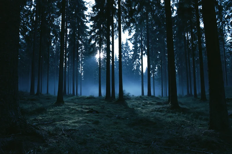 Moonlight filtering through tall conifer trees in a misty forest at night