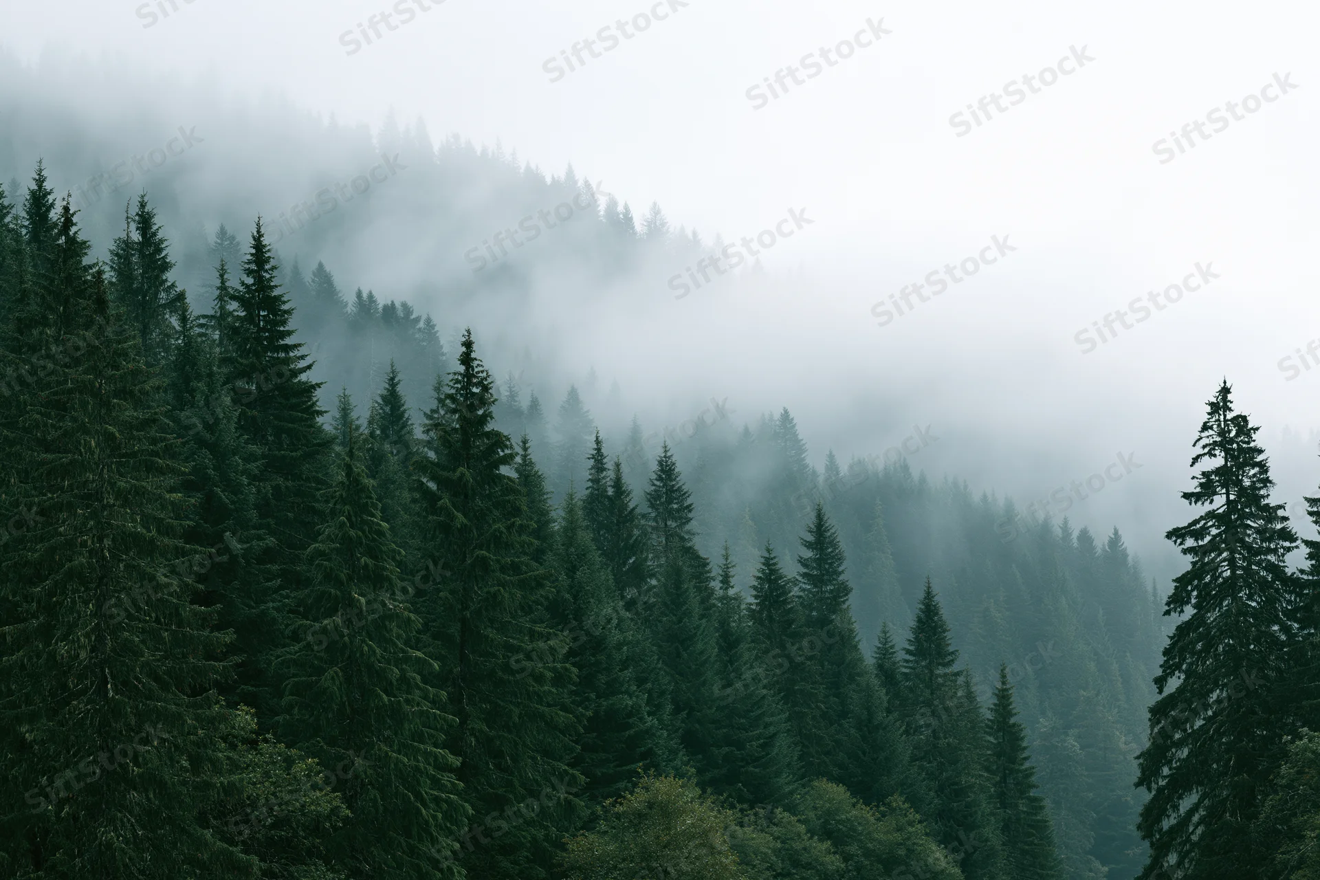 Dense conifer forest blanketed in fog on a mountain slope
