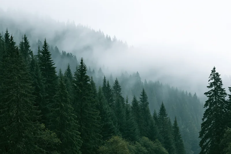 Dense conifer forest blanketed in fog on a mountain slope