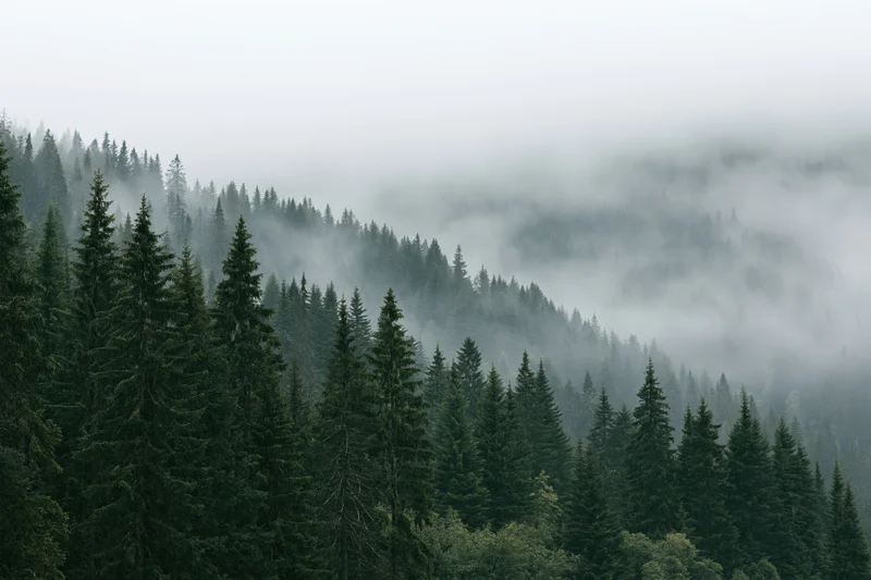 Dense conifer forest blanketed in fog and light rain on a mountain slope