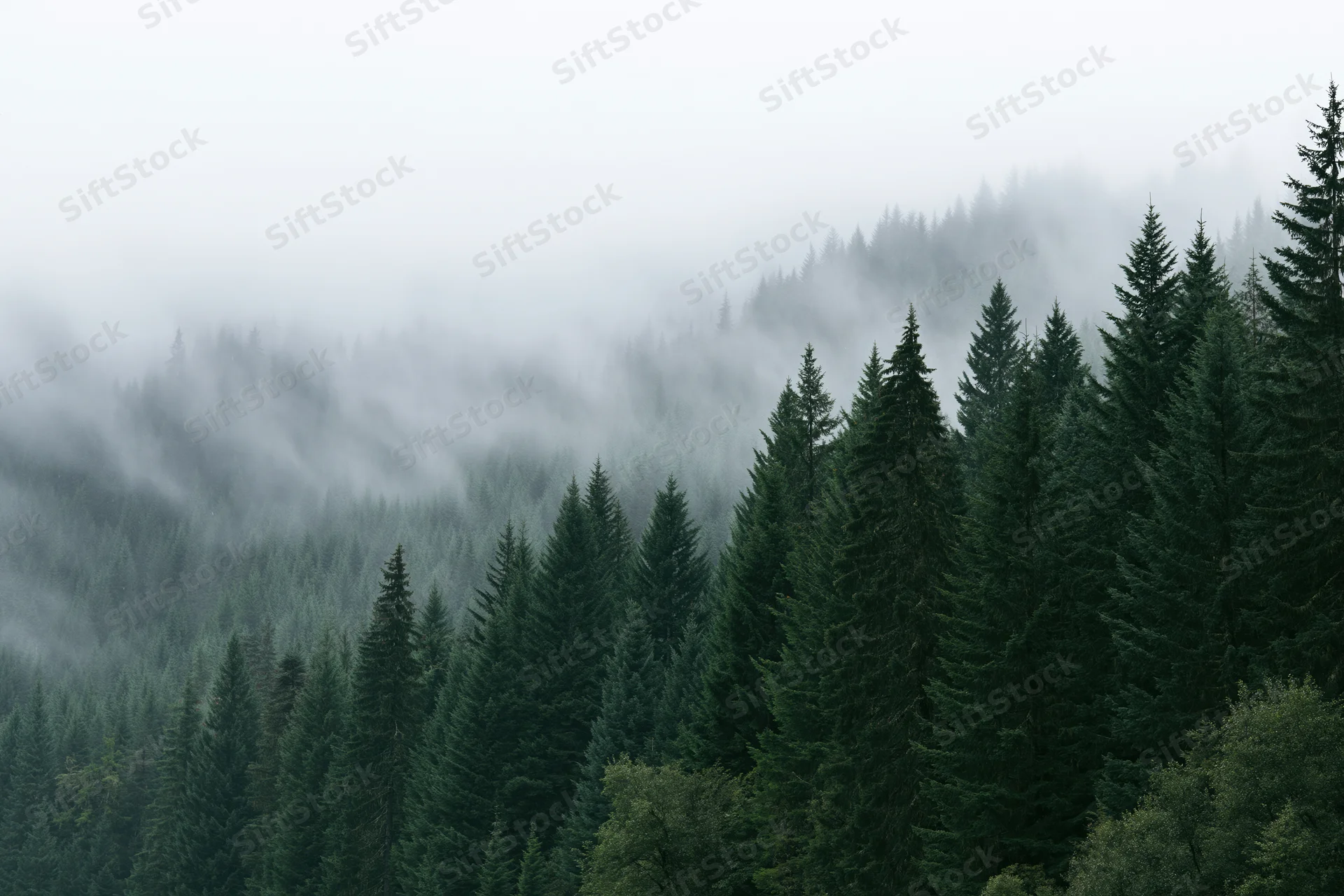 Dense conifer forest blanketed in fog and light rain on a mountain slope