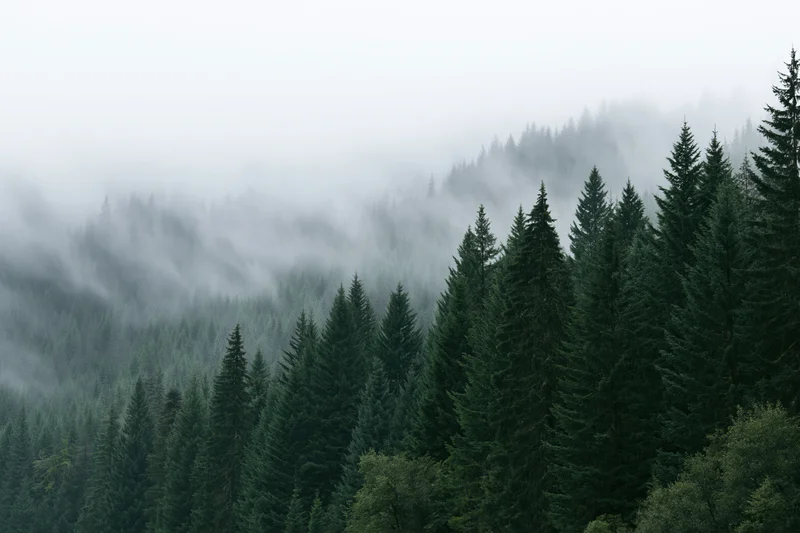 Dense conifer forest blanketed in fog and light rain on a mountain slope