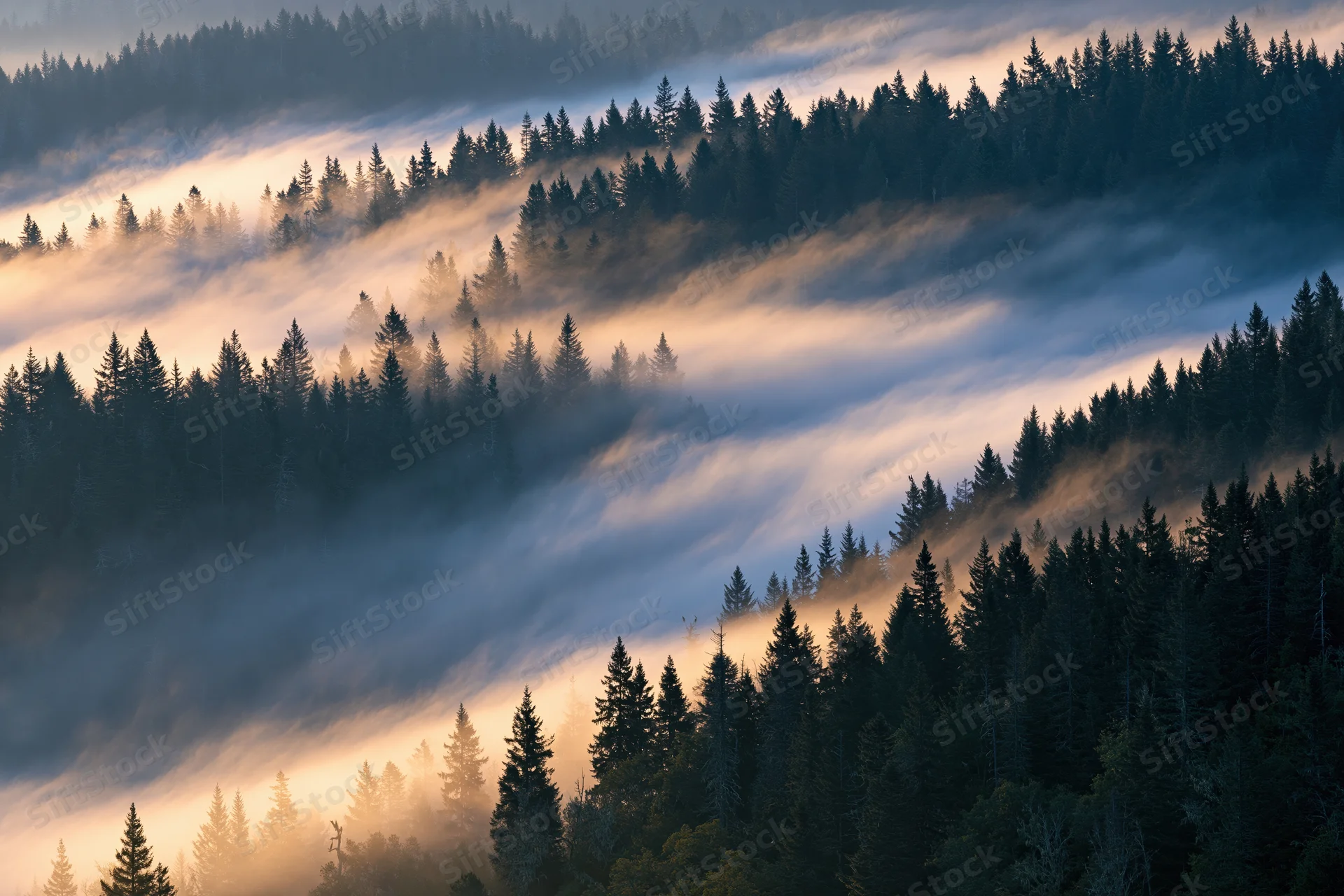 Aerial view of dense conifer forest blanketed in layered morning fog