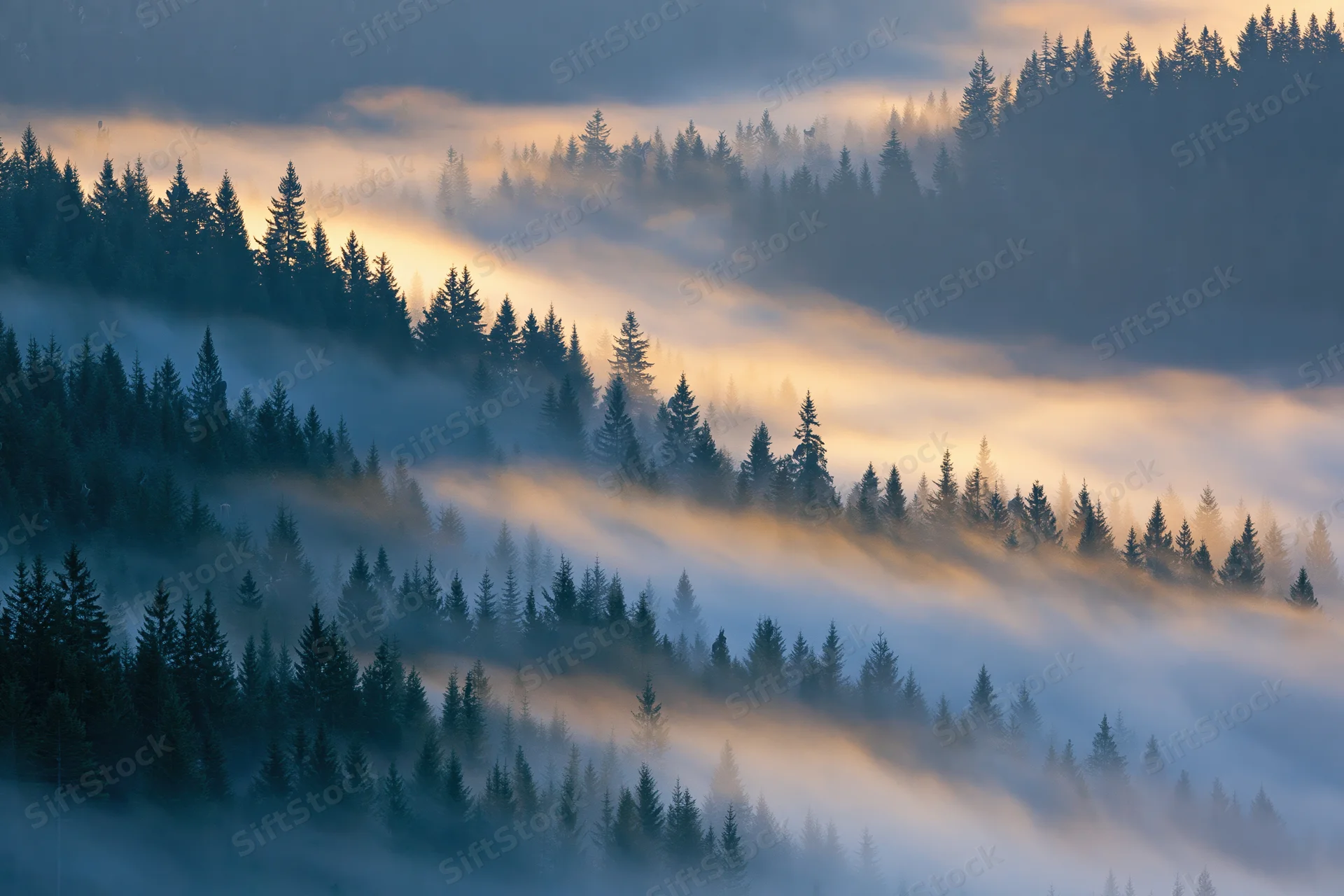 Aerial view of dense conifer forest blanketed in layered morning fog