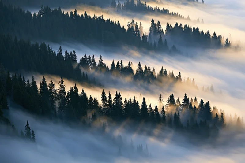 Aerial view of dense conifer forest blanketed in layered morning fog