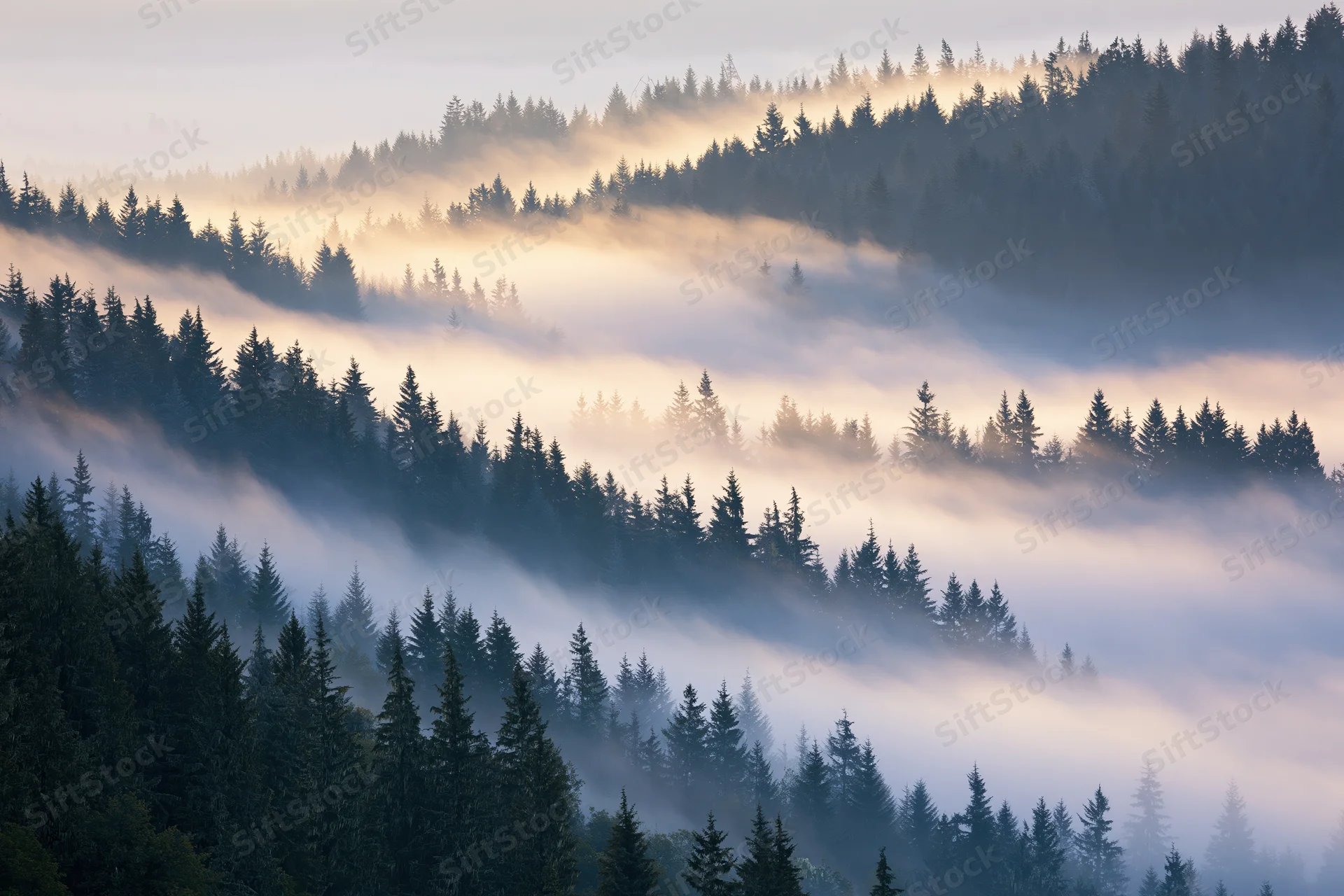 Aerial view of dense conifer forest blanketed in layered morning fog