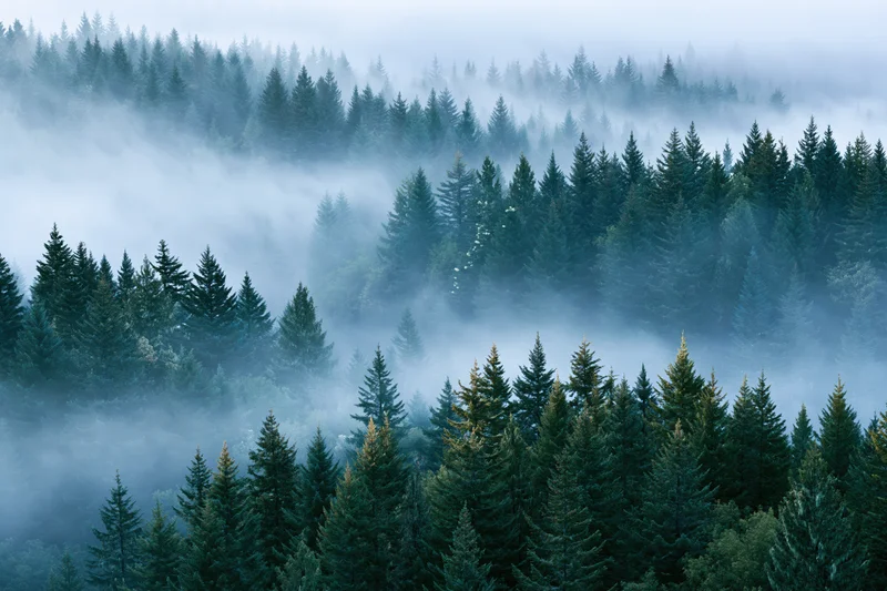 Aerial view of dense conifer forest blanketed in morning fog