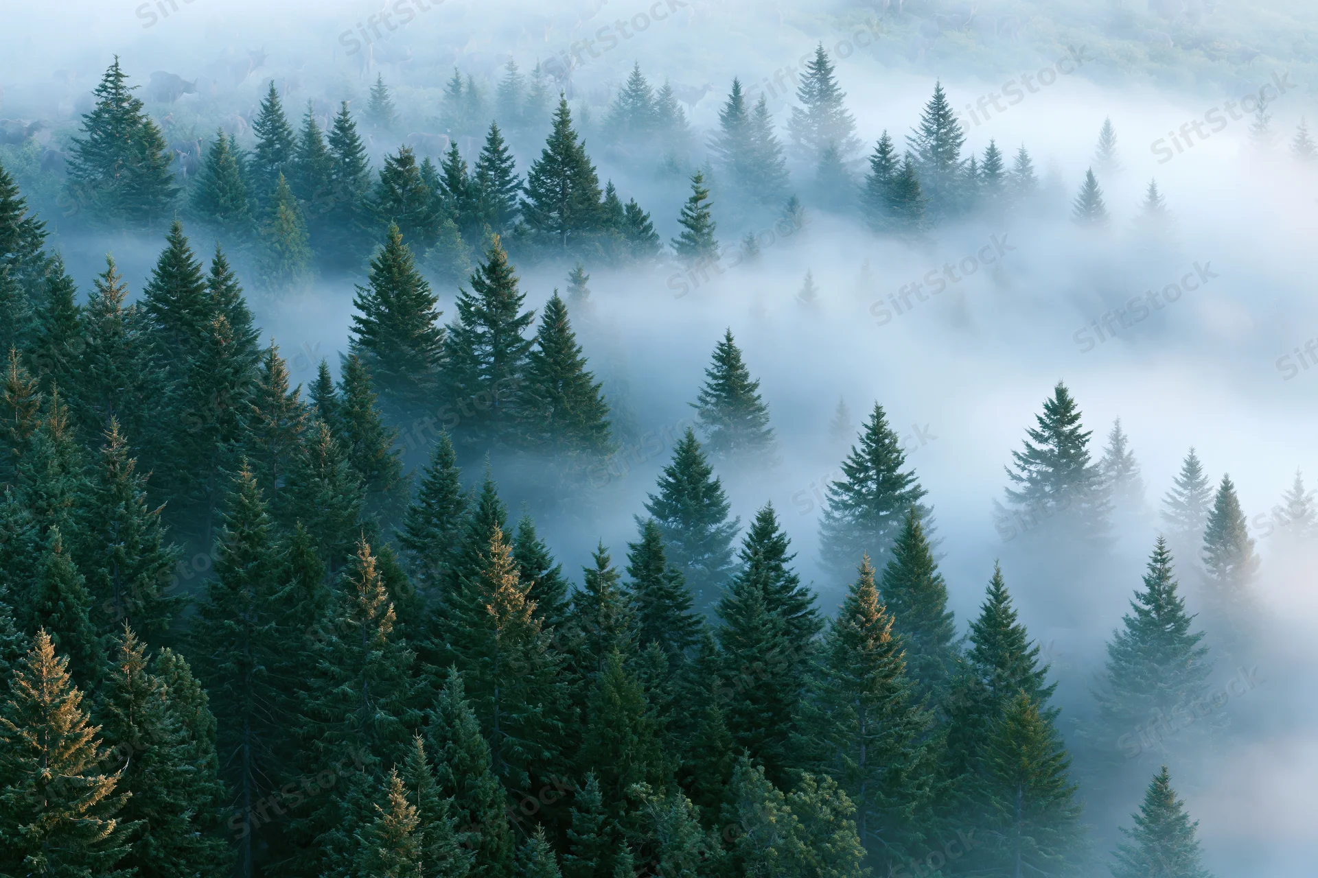 Aerial view of dense conifer forest blanketed in morning fog