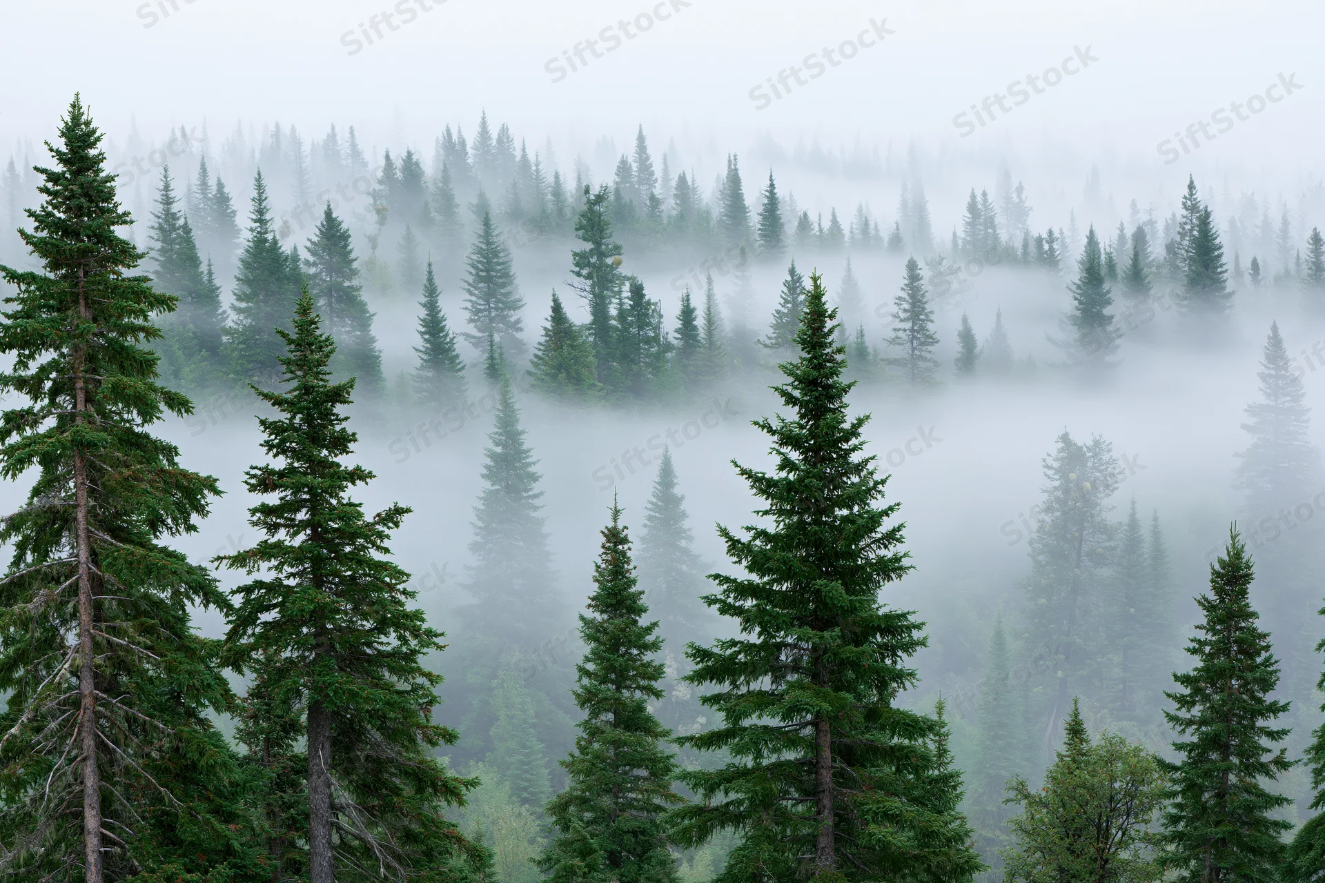 Dense conifer forest blanketed in thick rolling fog with tall evergreen trees emerging through misty layers