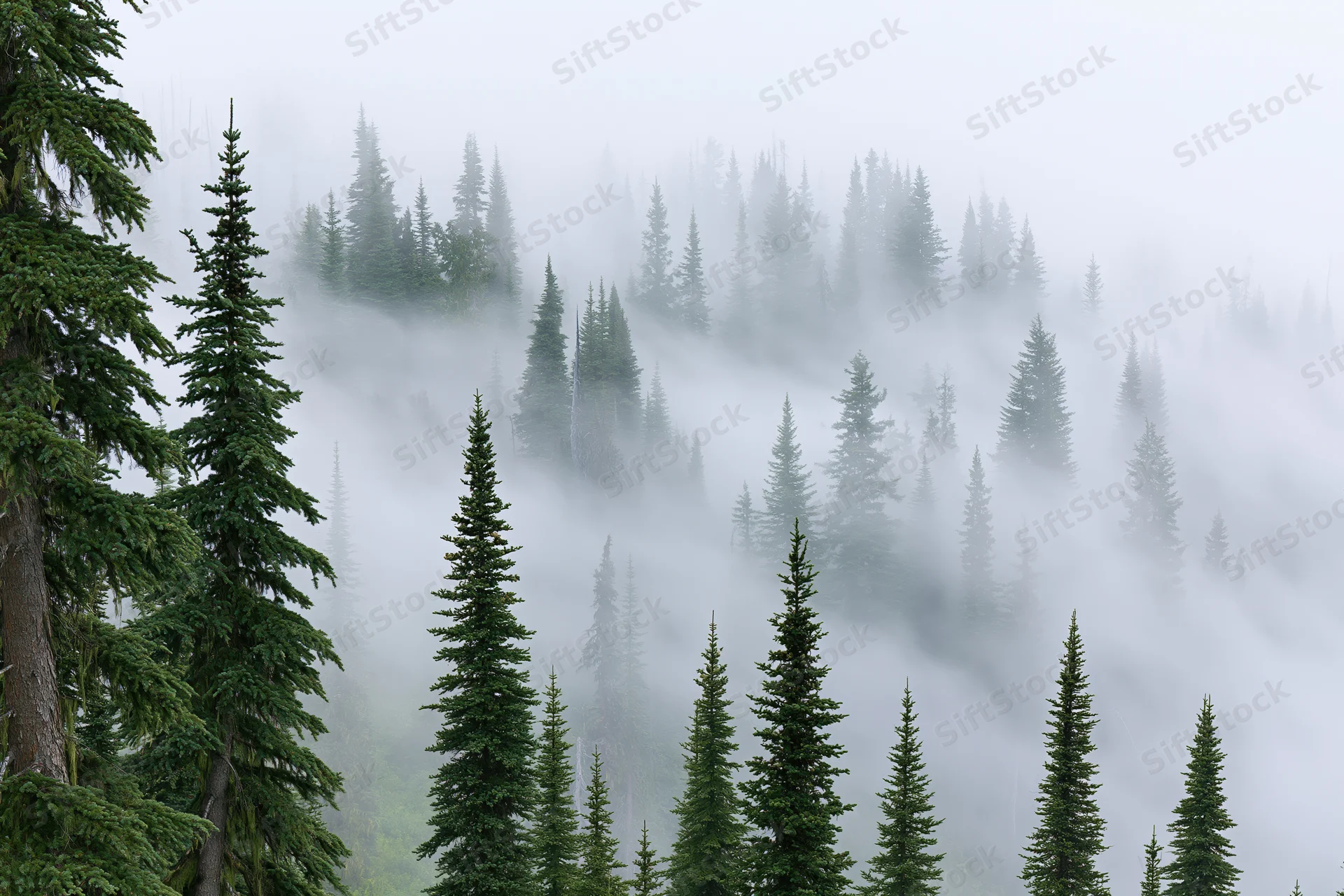 Tall conifer trees rising through thick fog in a dense forest landscape