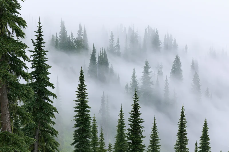Tall conifer trees rising through thick fog in a dense forest landscape