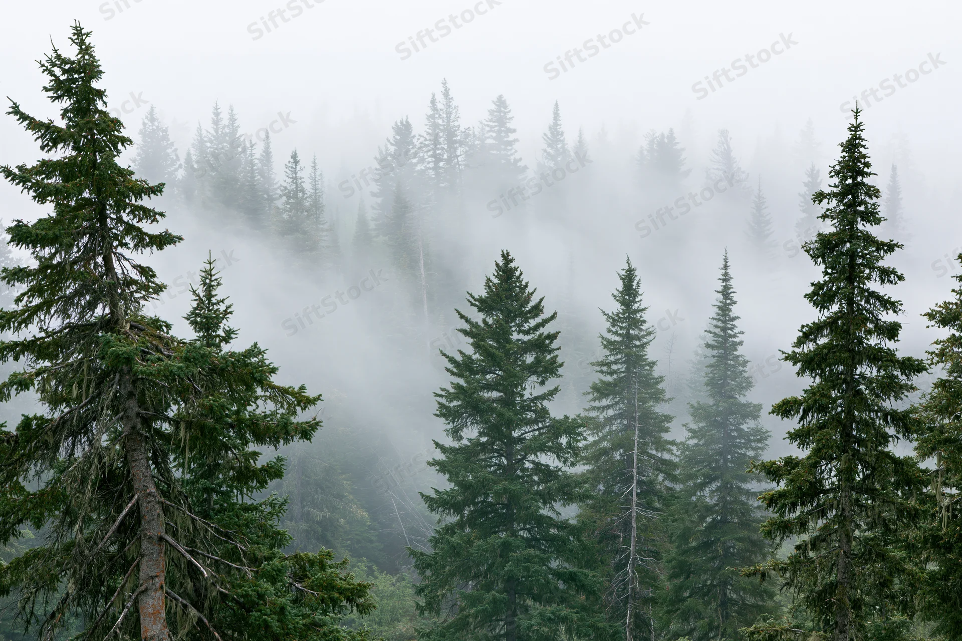 Dense conifer forest blanketed in thick rolling fog with tall spruce trees emerging through mist