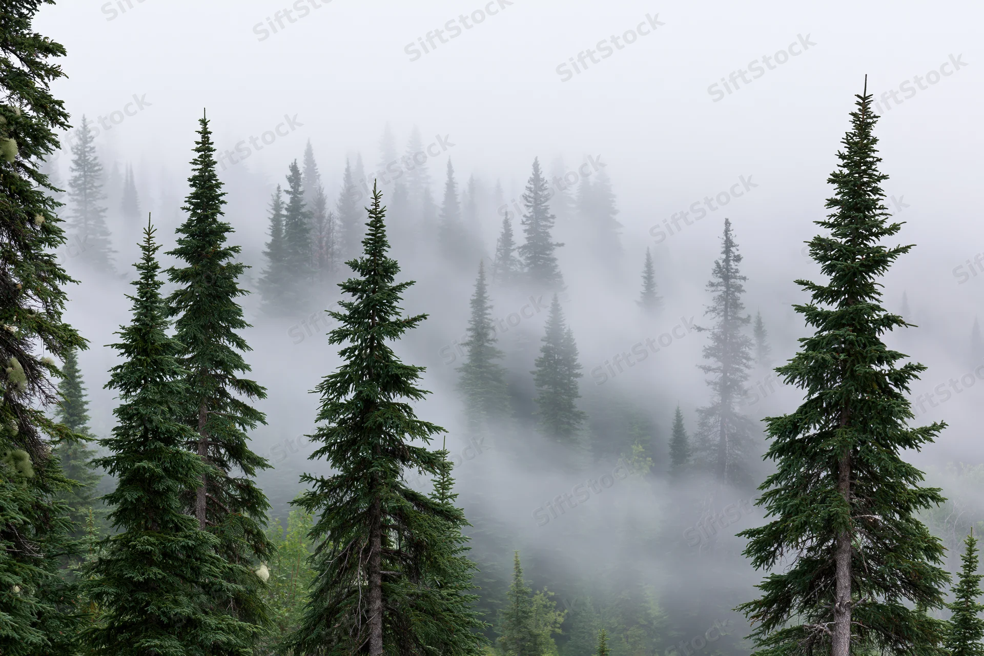 Tall conifer trees rising through thick fog in a dense forest
