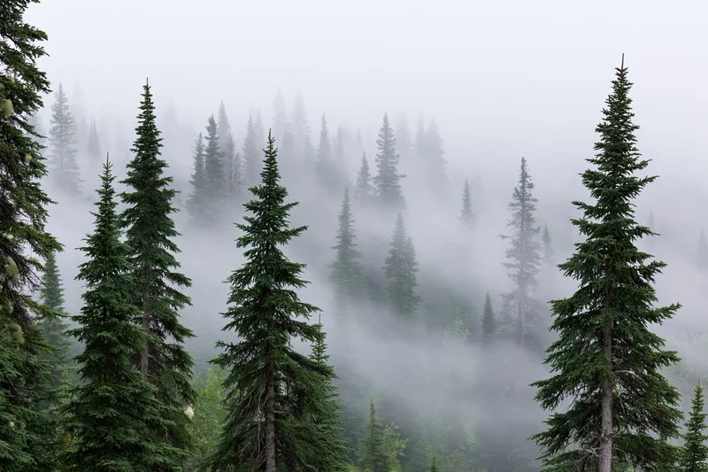 Tall conifer trees rising through thick fog in a dense forest