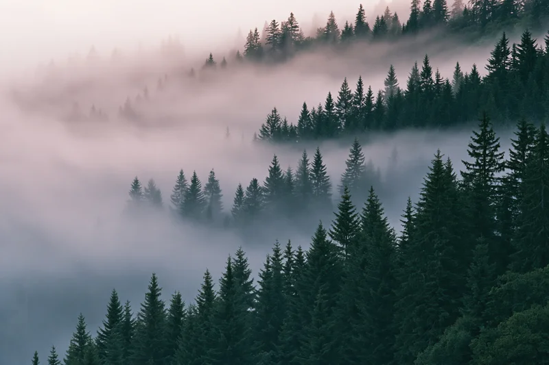 Dense conifer forest on mountain hillside layered with fog and mist