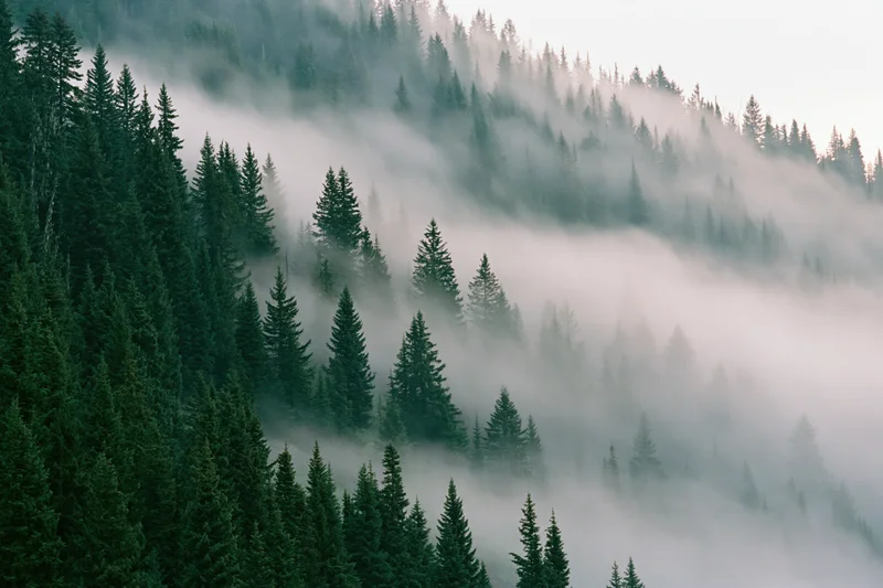 Dense conifer forest on a mountain hillside enveloped in fog