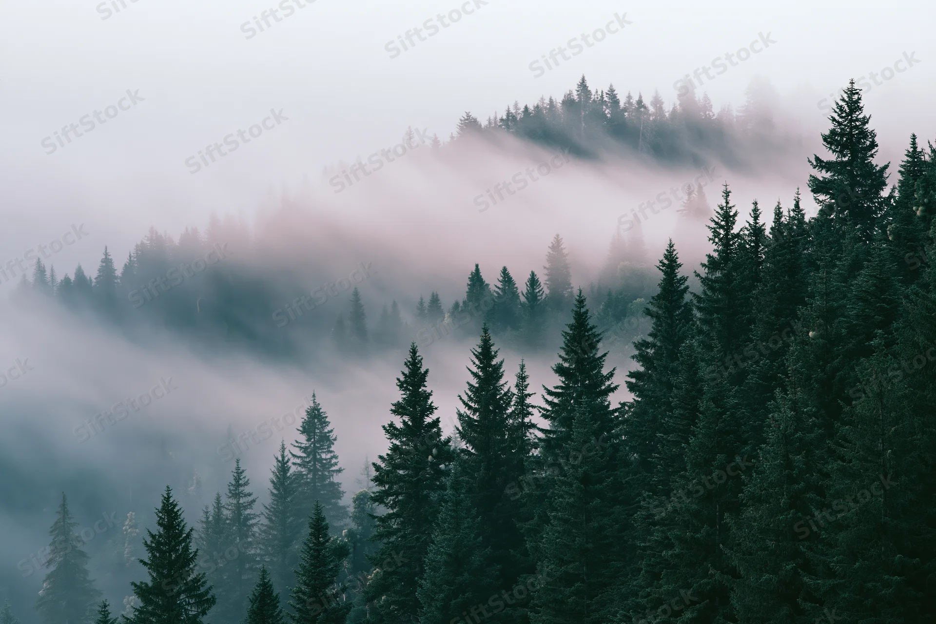 Dense conifer forest on a mountain hillside shrouded in fog and mist