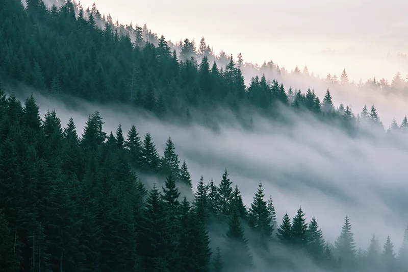 Dense conifer forest covering mountain hillside with fog drifting through valleys at dawn