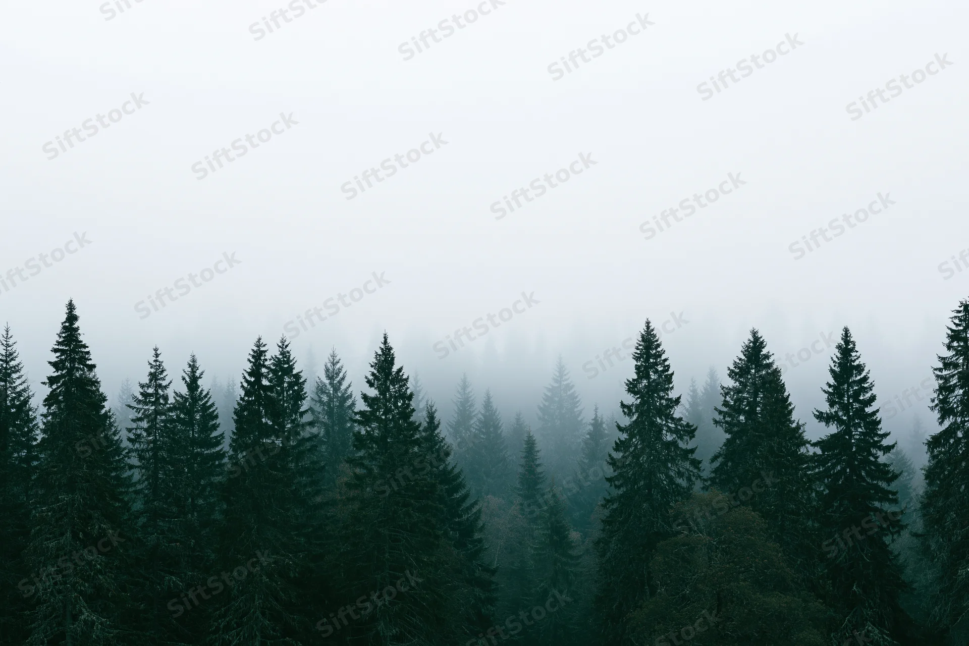 Dense conifer forest canopy partially obscured by thick morning fog