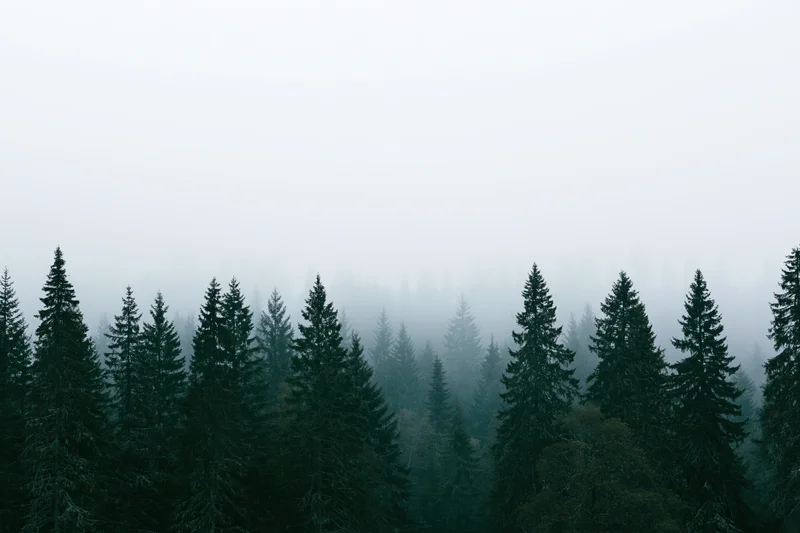 Dense conifer forest canopy partially obscured by thick morning fog
