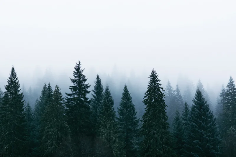 Dense conifer forest canopy partially swallowed by thick morning fog