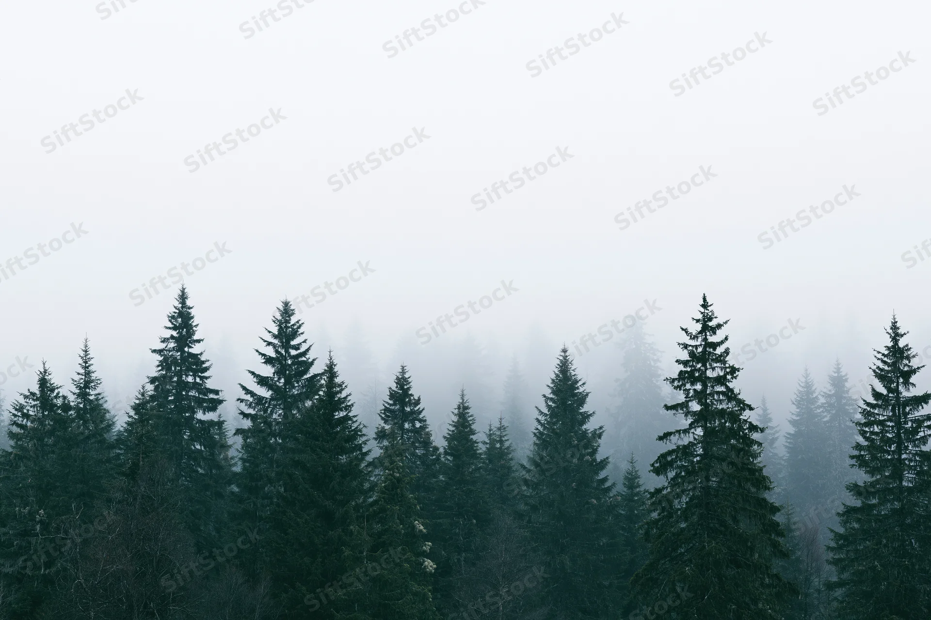 Dense conifer forest canopy in foggy morning light