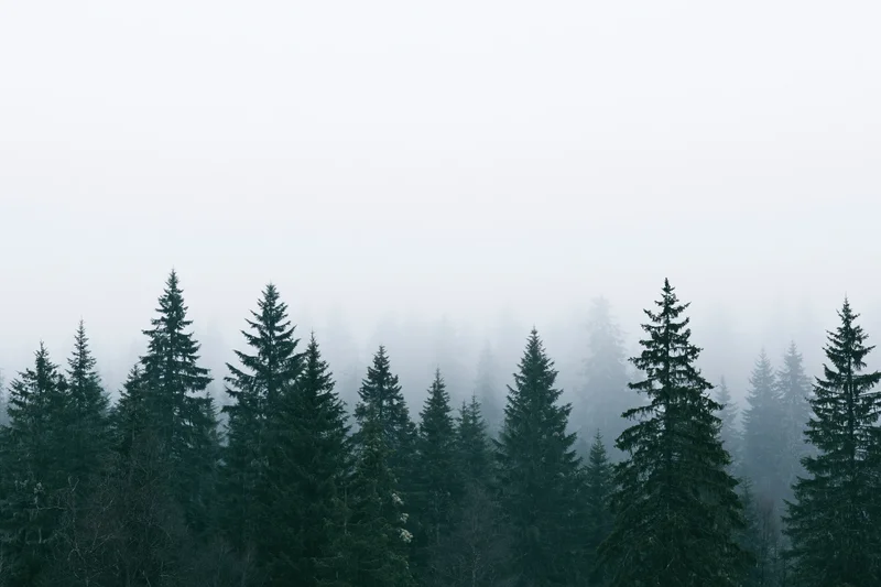 Dense conifer forest canopy in foggy morning light