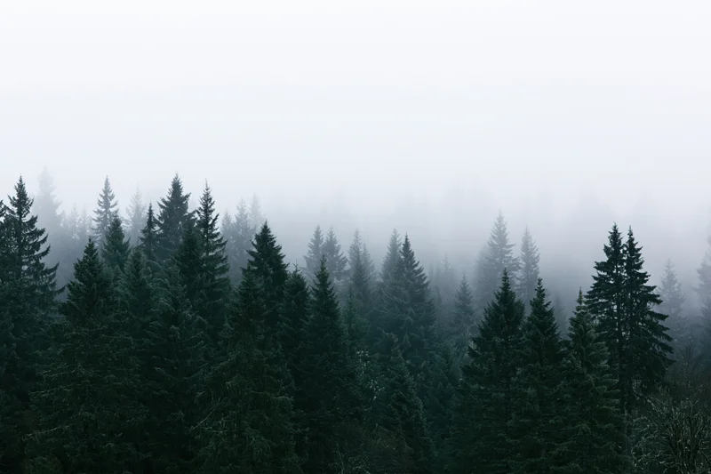 Dense conifer forest canopy partially obscured by thick morning fog