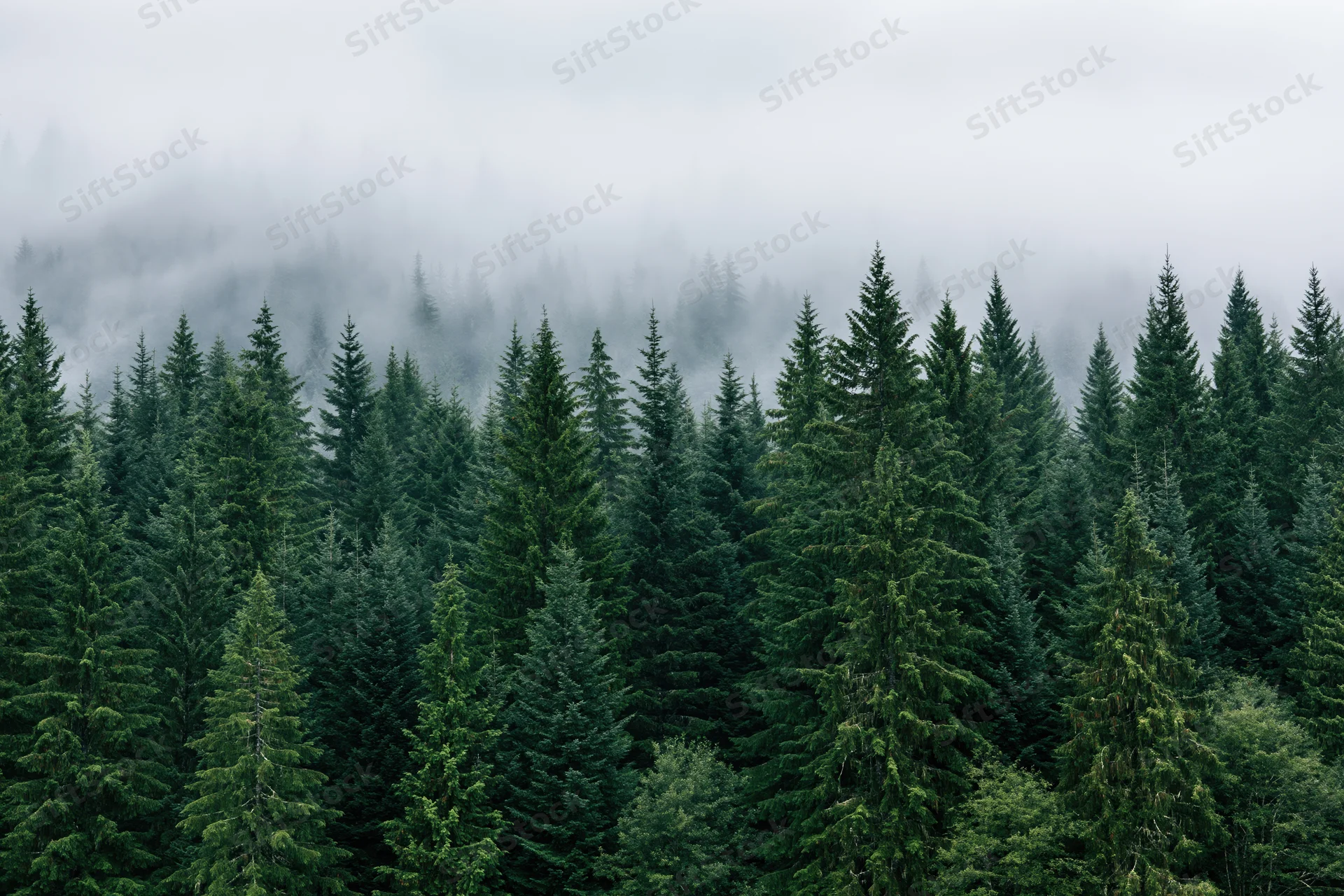 Dense conifer forest canopy with fog drifting between rows of spruce trees