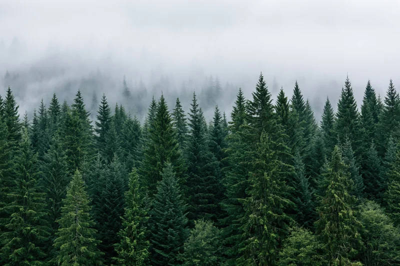 Dense conifer forest canopy with fog drifting between rows of spruce trees