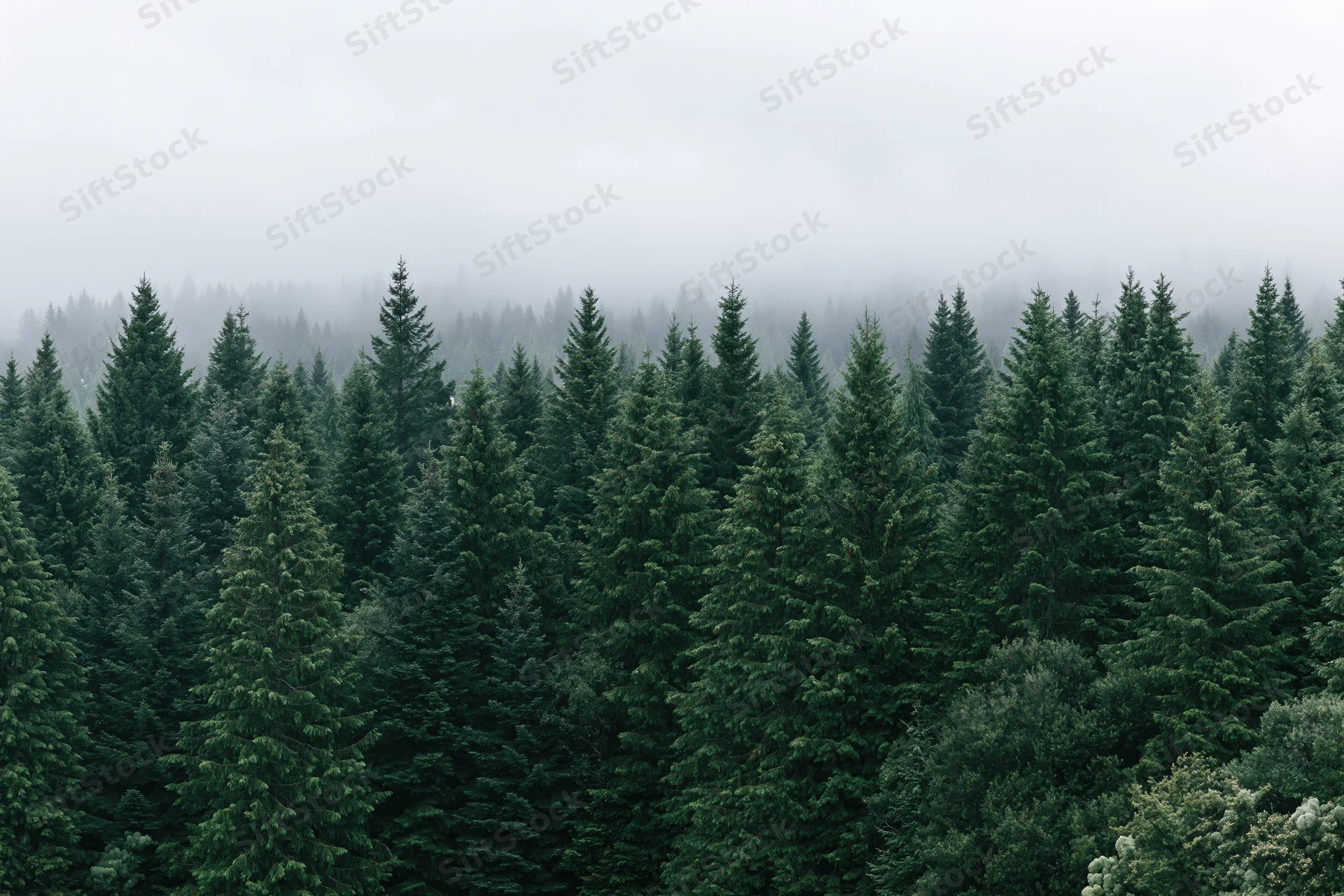 Dense conifer forest canopy with fog obscuring the treetops in a natural woodland setting