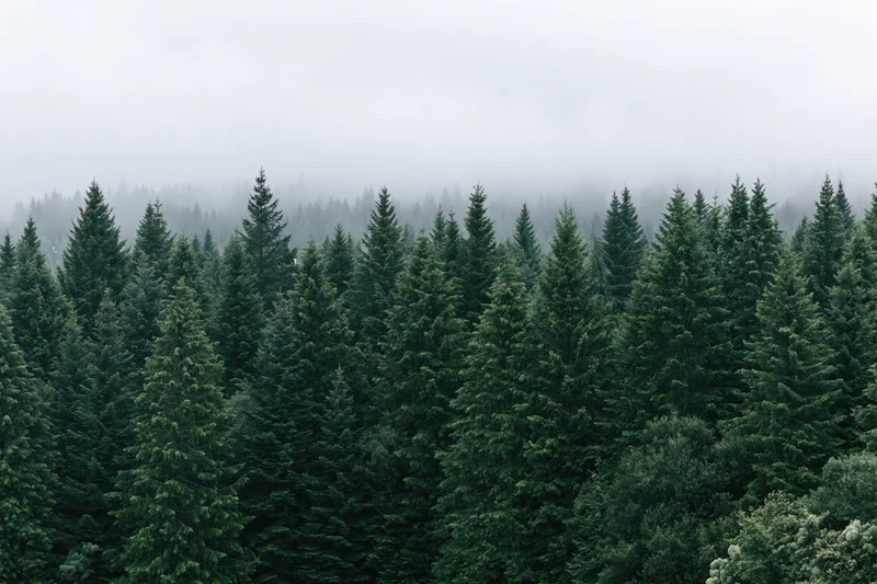 Dense conifer forest canopy with fog obscuring the treetops in a natural woodland setting