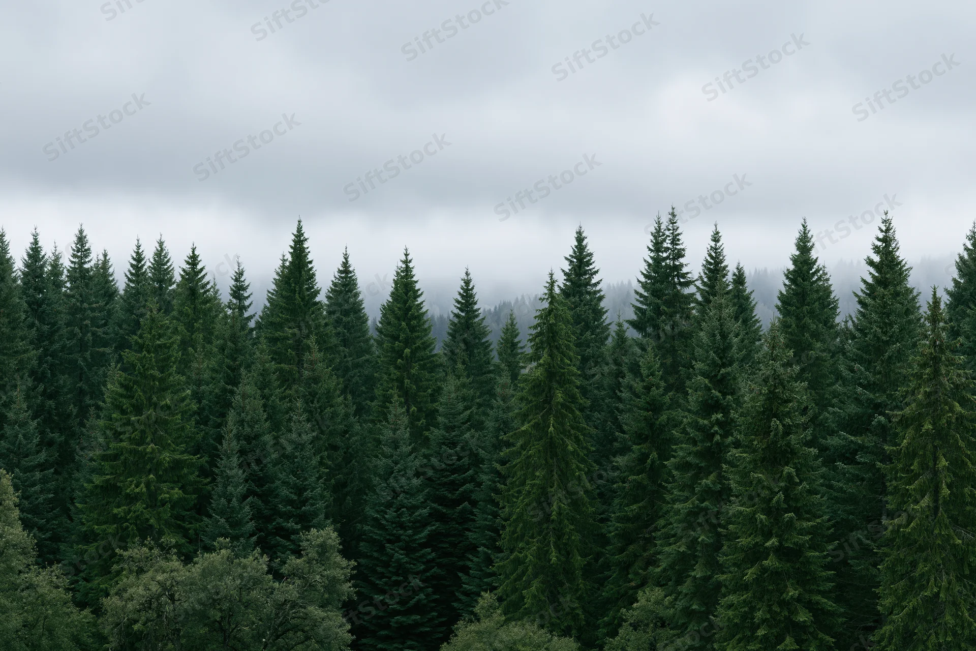 Dense conifer forest canopy with misty sky and rows of tall spruce trees